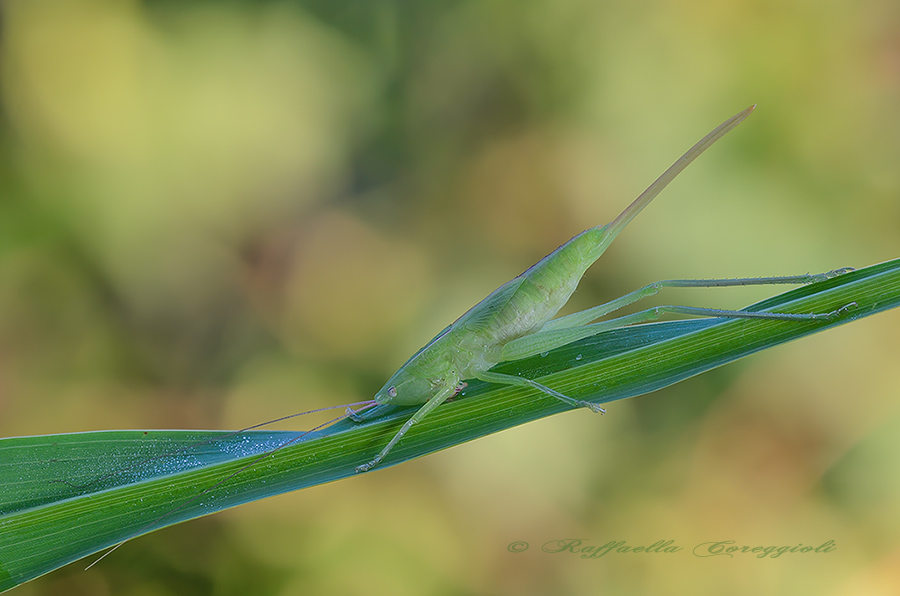 ninfa di Ruspolia nitidula